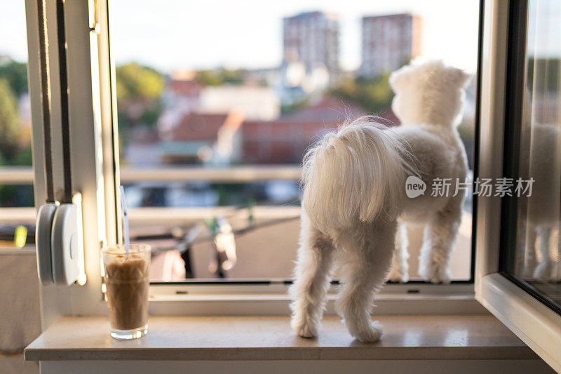 狗看着他的邻居，喝着咖啡，享受着夏日