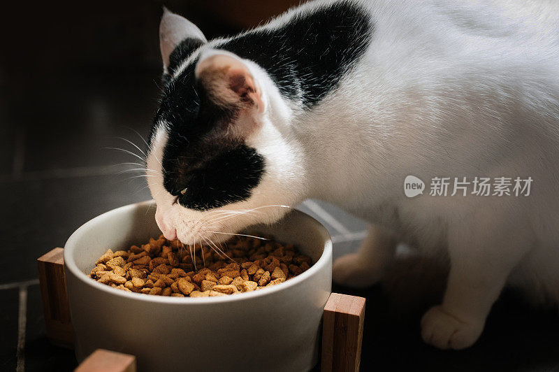 猫吃食物球