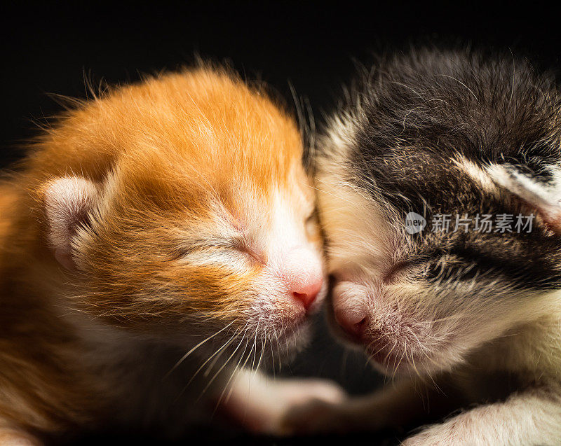 新出生的可爱小猫的特写镜头