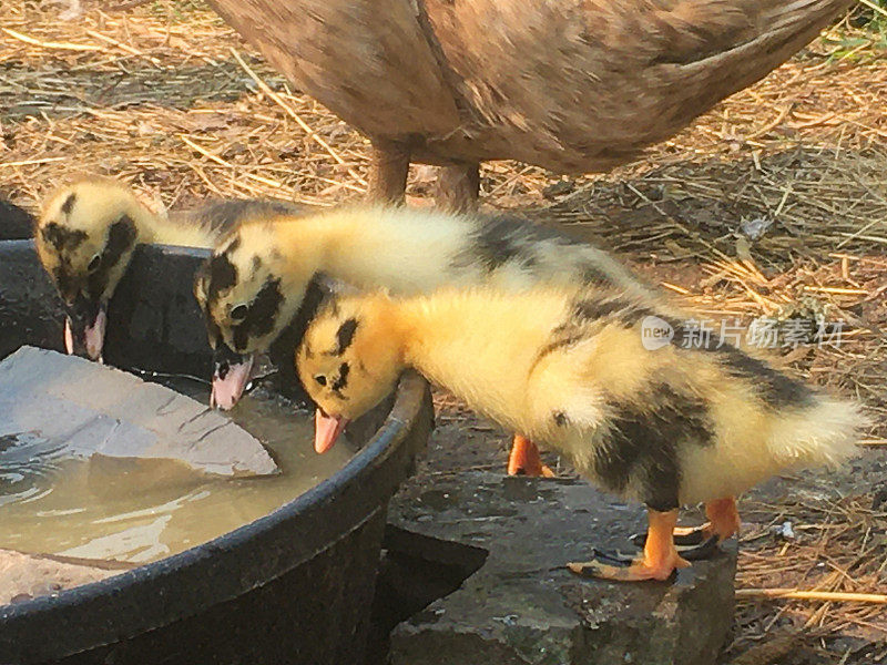 小鸭子在喝水