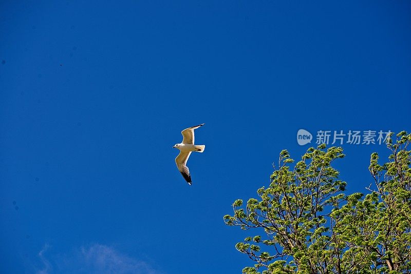 大黑背鸥