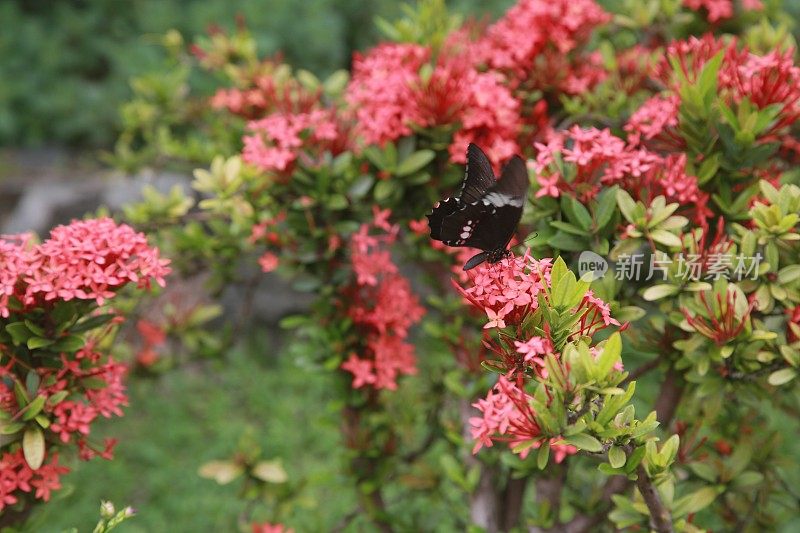 蝴蝶采集花蜜