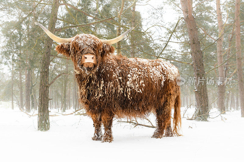 在冬天的雪地里的苏格兰高地牛群的肖像