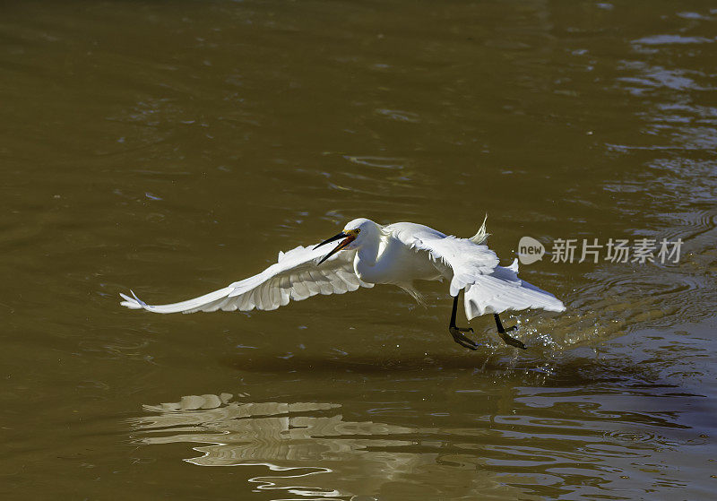 白鹭，白鹭，喂食;佛罗里达萨尼贝尔岛的丁达林国家野生动物保护区。飞着去吃水里的小鱼。