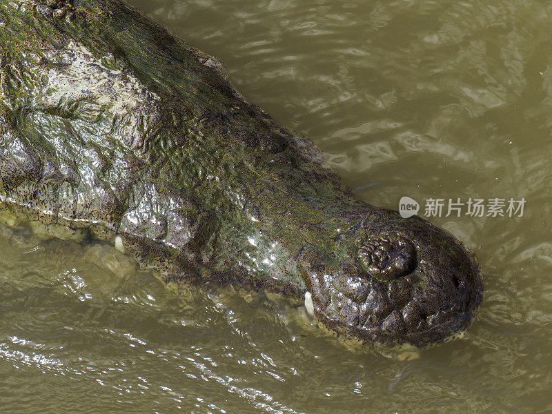 哥斯达黎加Tárcoles河中游泳的美洲鳄鱼头