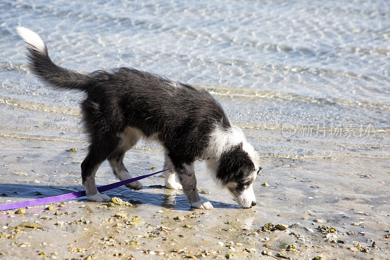 边境牧羊犬小狗在海滩