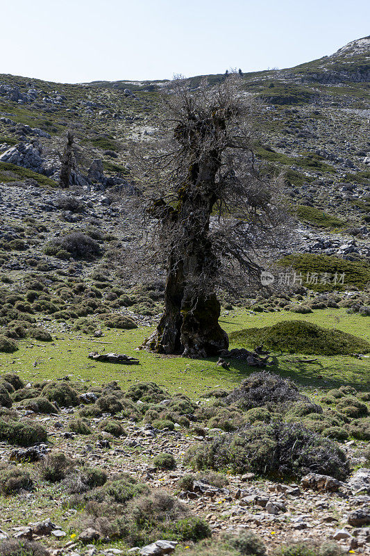 安达卢西亚山上的一棵瘿栎