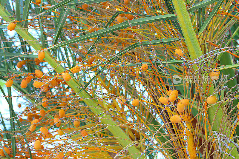 枣树上成熟的果实。枣椰树与水果接近。