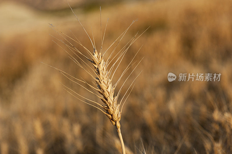 一穗小麦