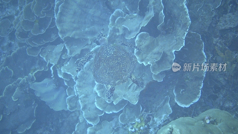 水下的海龟隐藏在珊瑚礁附近