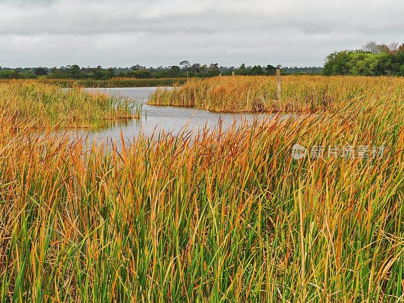 铁锈色的草和香蒲尖从最近的霜冻在维埃拉湿地在佛罗里达州一个风景秀丽的人造水道