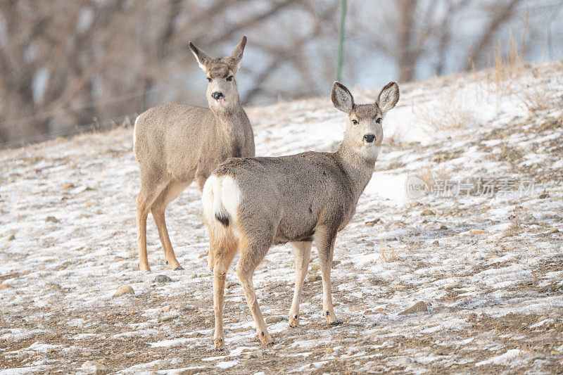两只鹿(母鹿)在积雪覆盖的田野里看着相机