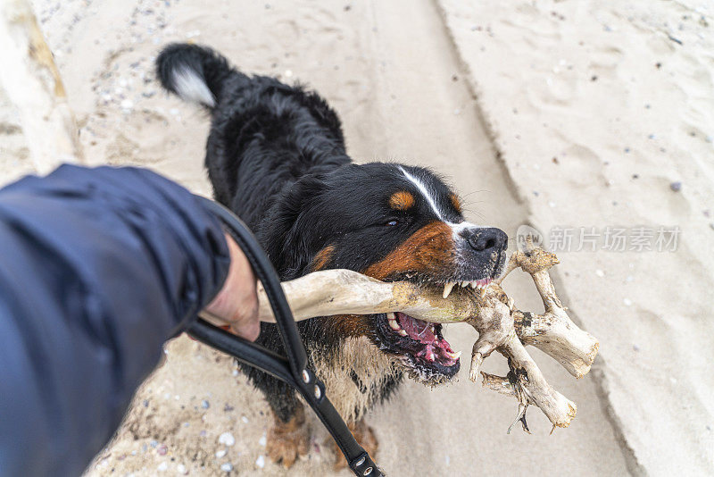 一只名叫zenenhund的伯尔尼山狗正在沙滩上模仿主人的攻击和打斗动作，和主人一起玩耍。