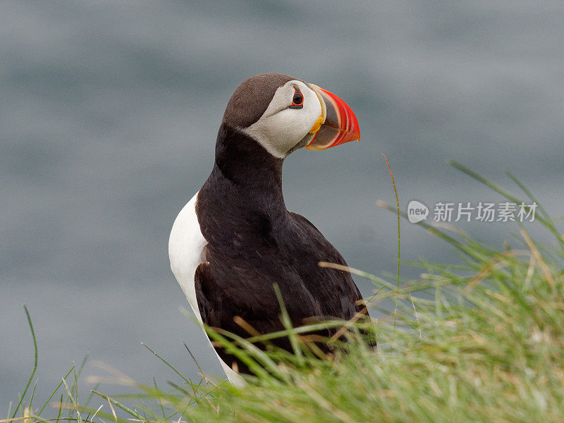 大西洋海雀