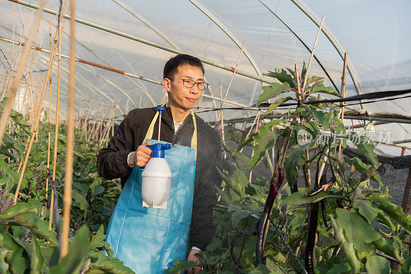 在蔬菜温室工作的农民