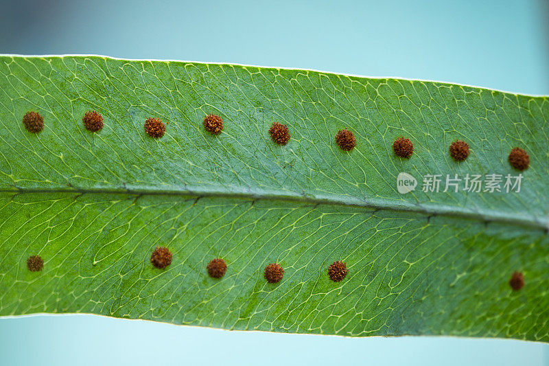 蕨类植物叶子和孢子宏观摘要