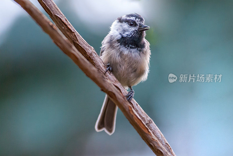 山雀栖息在树枝上