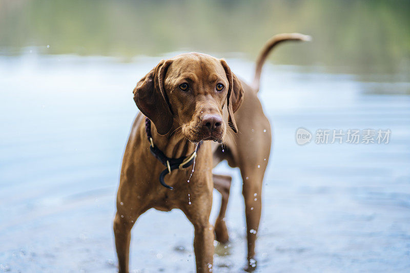 年轻的维兹拉狗在格伦瓦尔德湖享受冷水