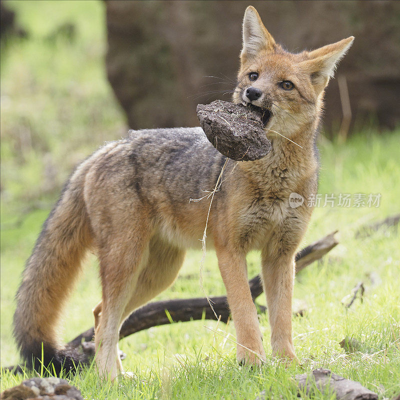 一只单独的安第斯灰狐或'Culpeo'在森林中玩耍
