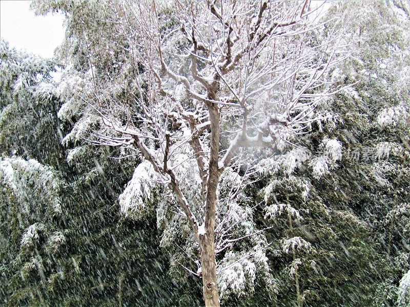 日本。1月。日本森林在下雪。