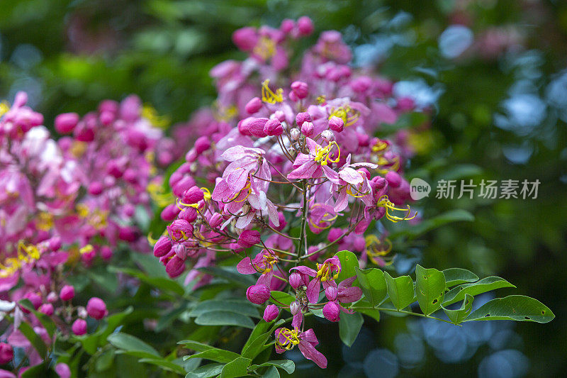广南山区的彩虹雨树