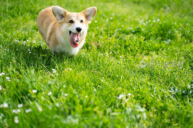 春天，一只彭布罗克威尔士柯基狗在草地上欢快地奔跑