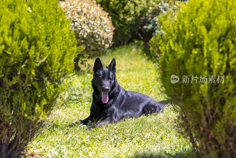 黑色德国牧羊犬坐在草地上