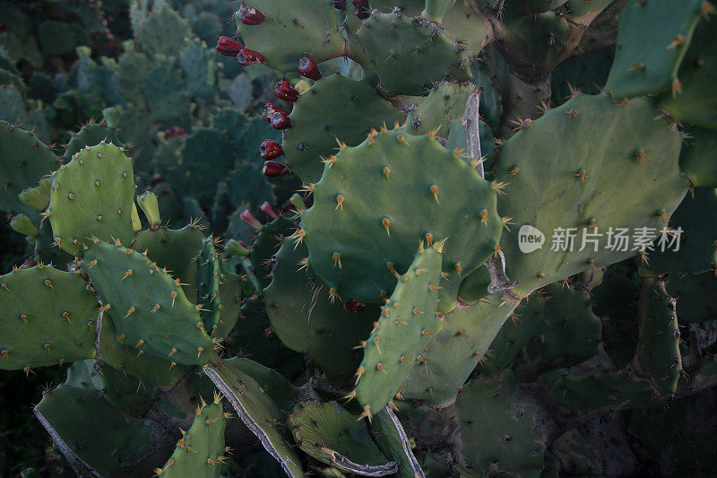 刺仙人掌种植