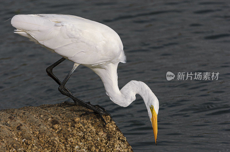 大白鹭在海岸涵洞觅食