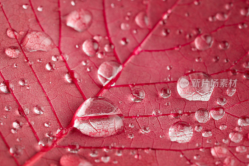 微距拍摄的红叶纹理与雨滴。自然背景