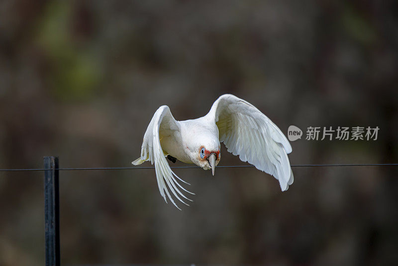 长嘴科瑞拉栖息在树枝上