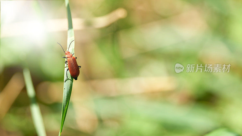 一只红色的红甲虫，红甲虫，正爬在一片草叶上