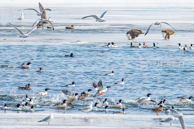 美国内布拉斯加州冬季湖上的大群水鸟(野鸭、鹰、海鸥、秋沙鸟等)。