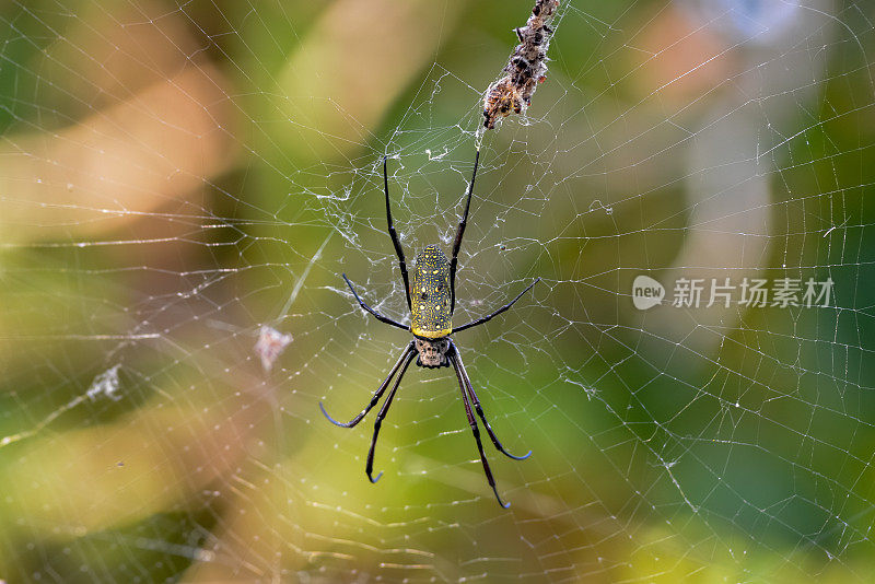 一种巨大的热带蜘蛛
