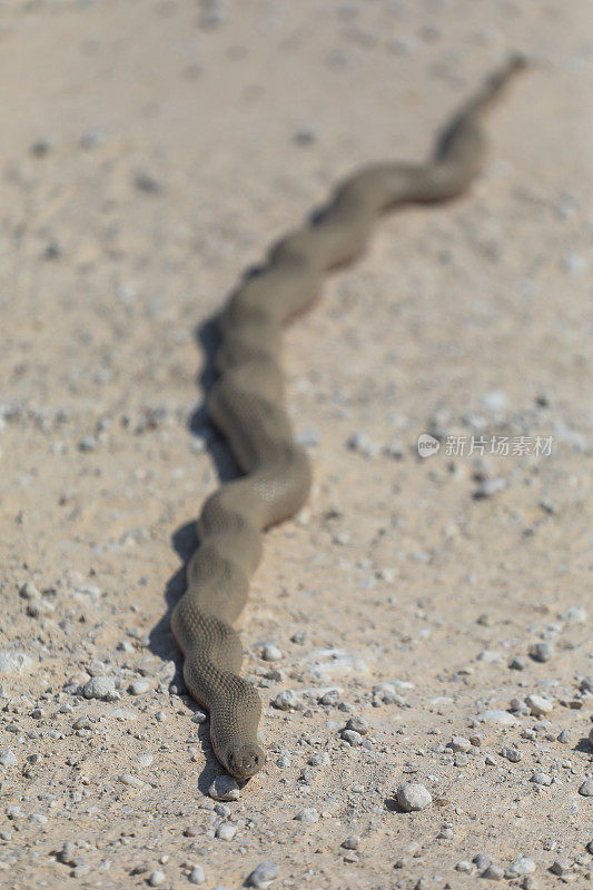一条蛇在Kgalagadi的碎石路上