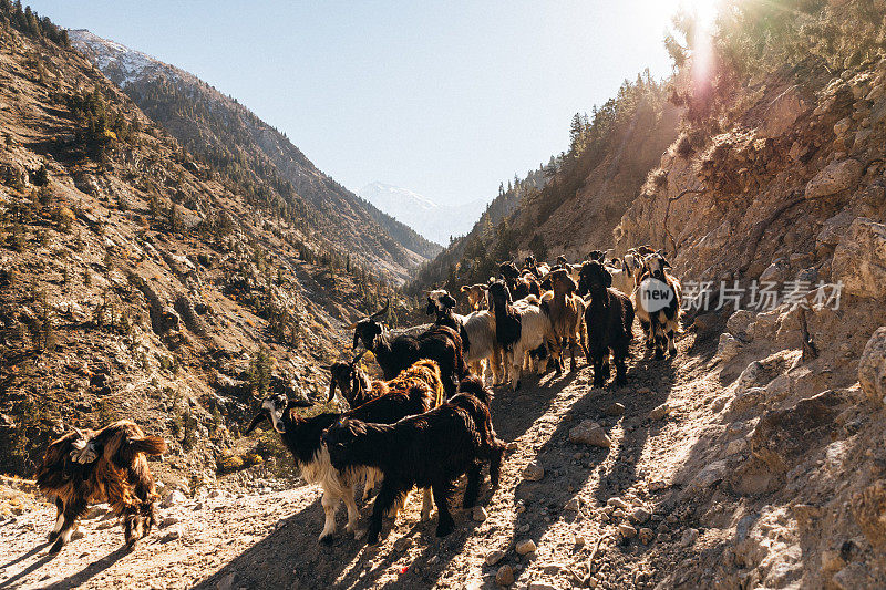 一群长毛山羊在喜马拉雅山脉的小径上