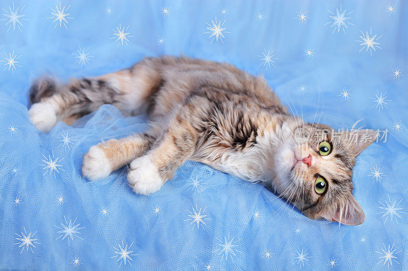 小猫躺在蓝色的背景上。长着绿色大眼睛的漂亮小猫。可爱的猫咪特写。宠物护理。新年快乐。冬天。宠物的概念。猫在蓝色的背景与闪闪发光的灯或星星。圣诞节