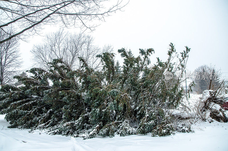 在暴风雪中倒下的高大冷杉树