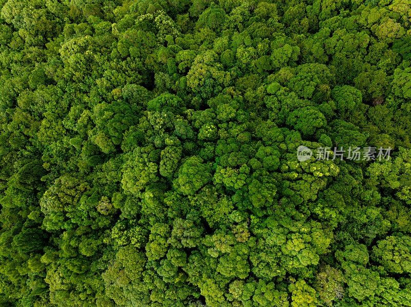 郁郁葱葱的绿色植物在热带丛林森林马来西亚槟城岛