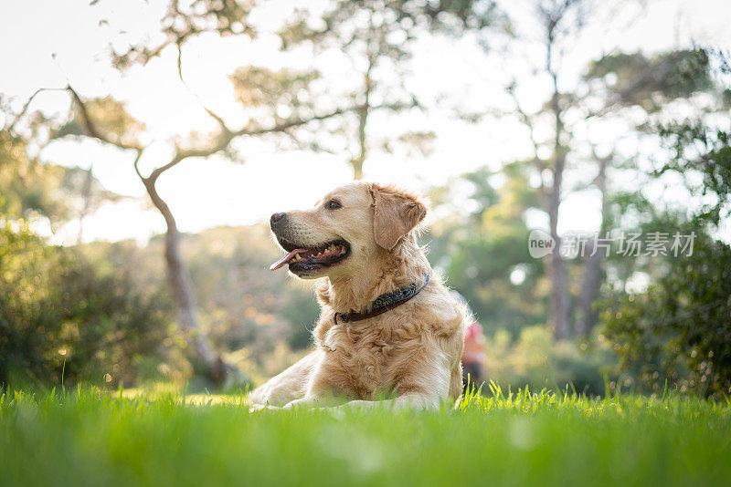 美丽的金毛猎犬躺在草地上的森林自然肖像