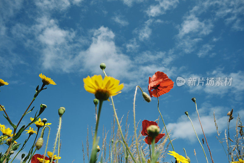 野花映着蓝天。