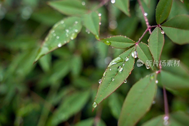 在雨季，雨滴落在绿叶上的特写