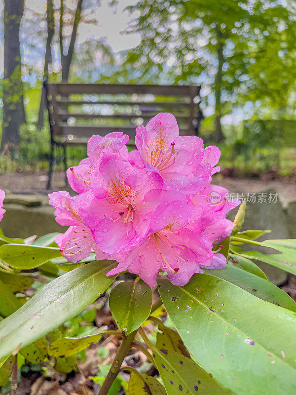 花、树等。