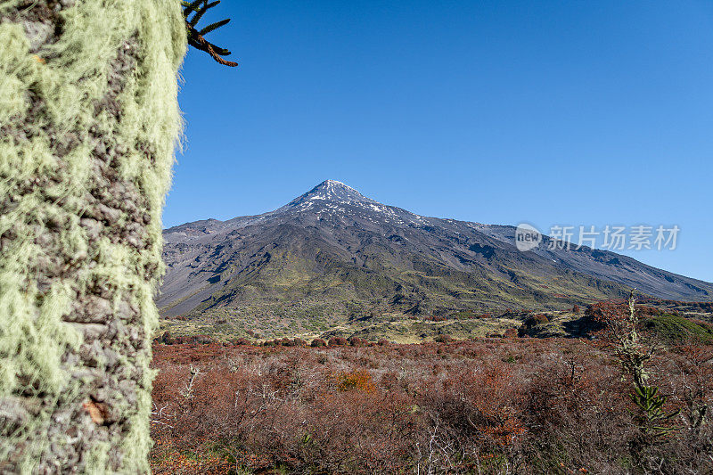 阿劳卡利亚树后面的火山