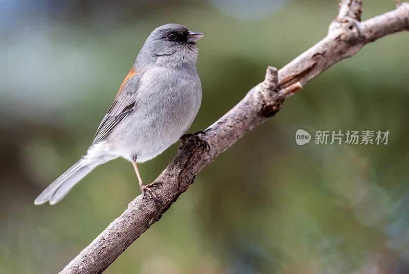 黑眼Junco