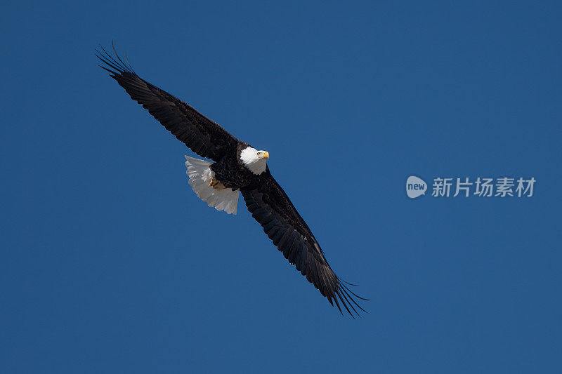 秃鹰飞向摄像机在美国西北部的蒙大拿中部