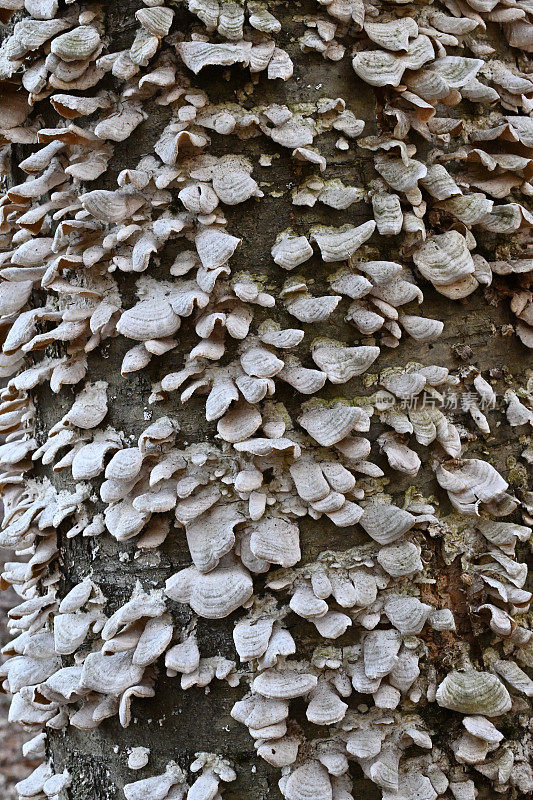 爬满支架真菌的树，特写