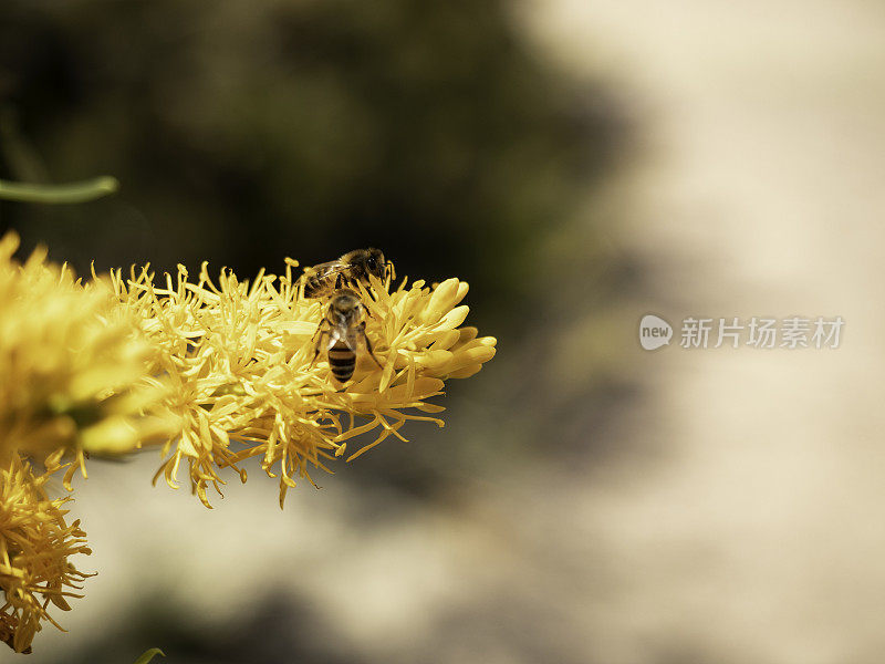 蜜蜂在花上的特写