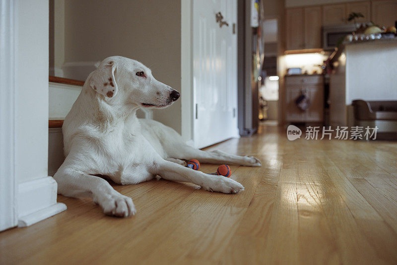 家狗躺在房间的地板上，玩累了的玩具。