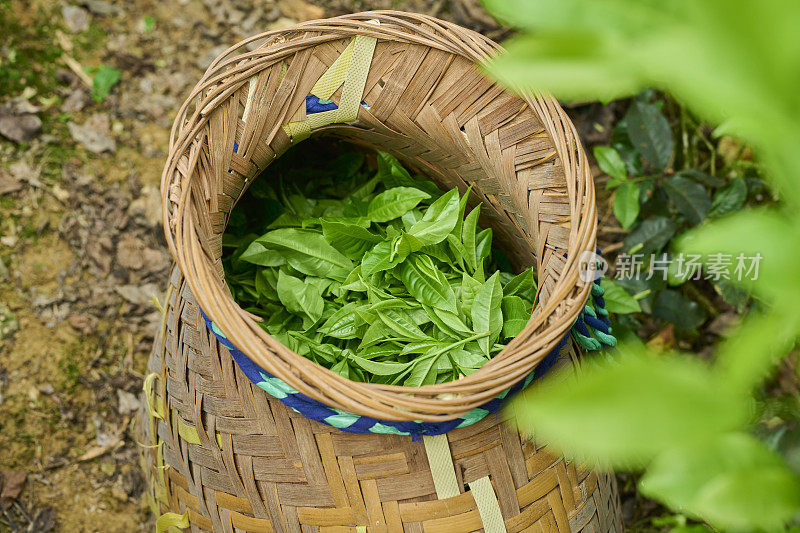 毯子里的新鲜茶叶。